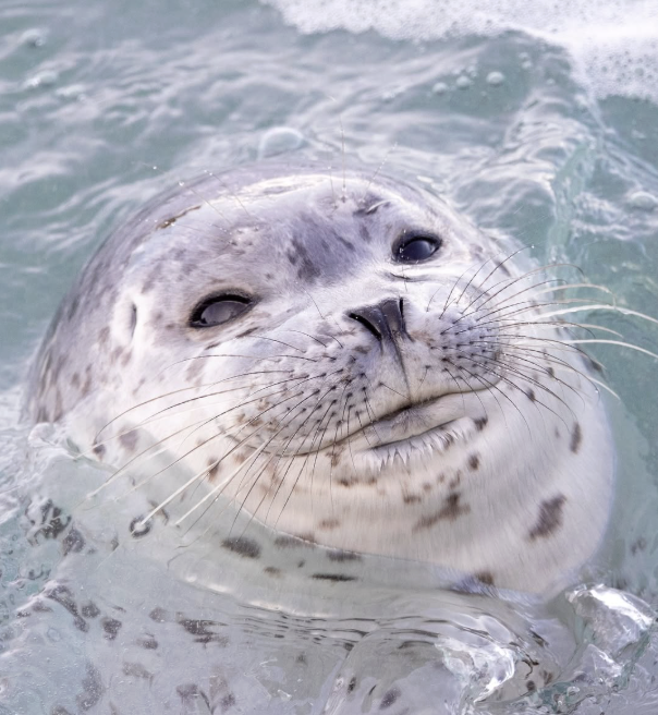 Seal